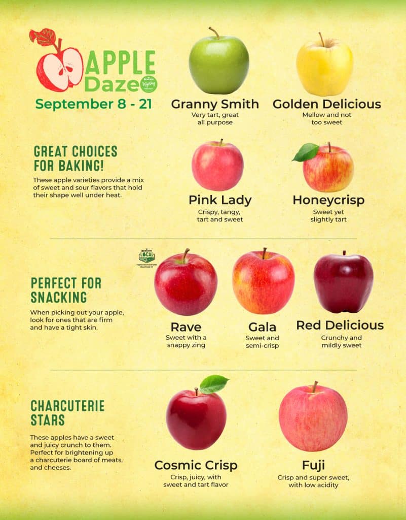 Apple Daze Flyer, describing apples and when to use them and what for.